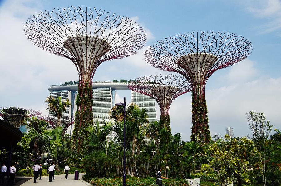 Gardens by the Bay Supertree Grove Singapore